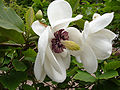 Sommer-Magnolie (Magnolia sieboldii ssp. japonica)