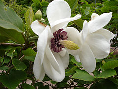 Eixo da flor de uma magnólia com um arranjo helicoidal formando um cone de estames e carpelos (semelhante à flor ancestral das angiopérmicas).