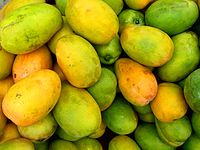 Mangifera indica (Manguier 4) .jpg