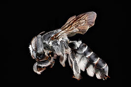 Megachile parallela