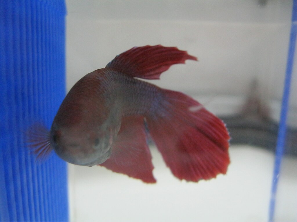 1024px-My_Betta_Fish.jpg