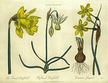 N. major, N. triandrus and N. jonquilla. Encyclopaedia Londinensis 1819 Narcissi Encylopaedia Londinensis.jpg
