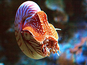Fotografia de Nautilus pompilius, com o animal, no Aquário da baía de Monterey, Estados Unidos. Esta espécie é frequentemente mantida em aquários públicos e foi criada com sucesso em cativeiro.[1]