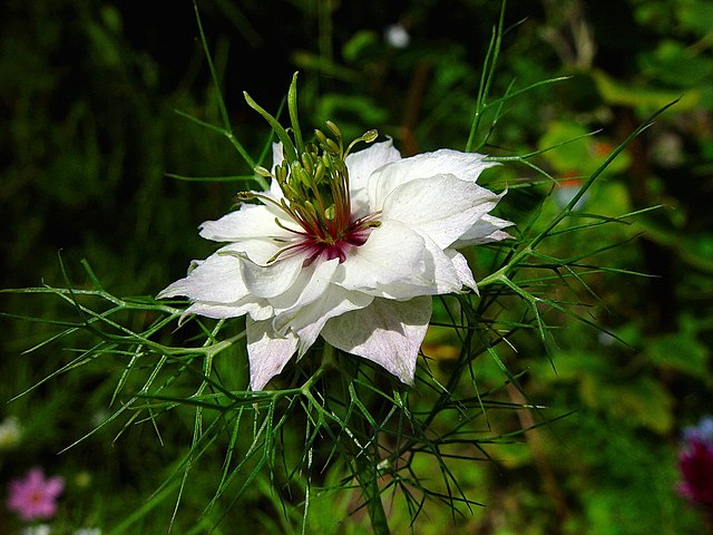 640px-Nigella.jpg