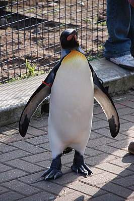 Nils Olav