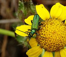 Oedemeridae