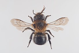 Osmia inermis