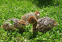 Nidifugní mláďata pštrosa dvouprstého opouštějí hnízdo krátce po vylíhnutí