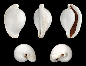 Cinco vistas da concha de O. ovum.