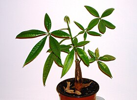 Pachira aquatica