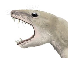 Pachygenelus monus