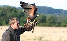 Parabuteo unicinctus takeoff.jpg