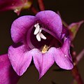 Flower of Penstemon × jonesii