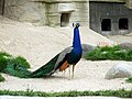 Pfau / Kamera: Fuji FinePix S6500fd