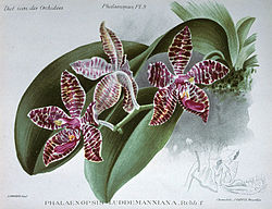 Малюнок Phalaenopsis lueddemanniana Rchb.f 1862