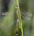 Platylestes