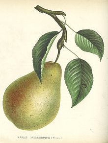 Illustration of the 'Willermoz' pear by Alexandre Bivort from Album de Pomologie (1848-1852) Poire Willermoz.jpg