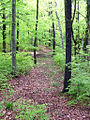 Waldweg im Poppenholz