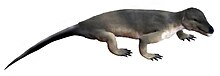 Restoration of Procynosuchus, a member of the cynodont group, which includes the ancestors of mammals Procynosuchus NT.jpg