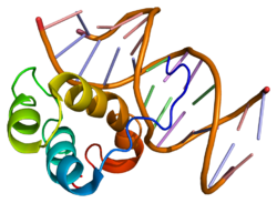 Белок PITX2 PDB 1yz8.png