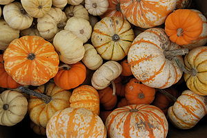 A variety of punpkins at the Portland Farmers ...