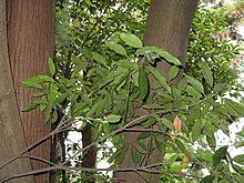 Quercus acuta3.jpg
