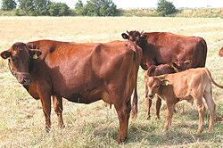 Корова, бык и 2 телёнка красной датской породы