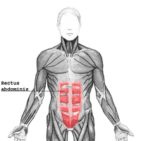 The human rectus abdominis muscle of the human...