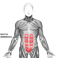 The human rectus abdominis muscle of the human...