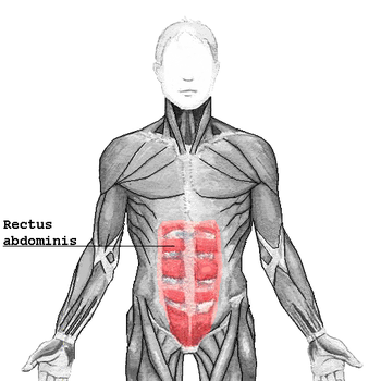 Rectus abdominis muscle