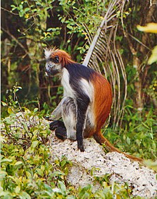 Zanzibaro rudasis kolobas (Piliocolobus kirkii)