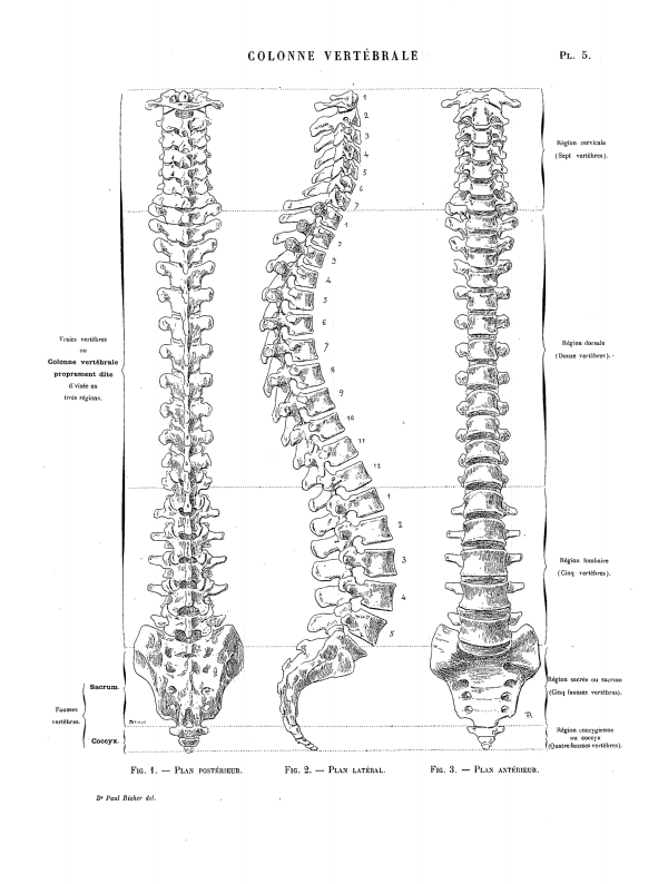 COLONNE VERTÉBRALE Pl. 5