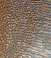 2. Homokdűnék a Rub al-Háli sivatagban, az Arab-félsziget „üres negyedében”. A képet a NASA Terra műholdja készítette. (javítás)/(csere)