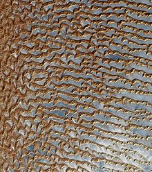 Satellite image of sand dunes in the Empty Quarter.