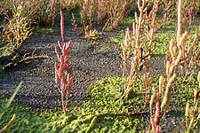 Salicornia europaea- (Queller) 02. jpg