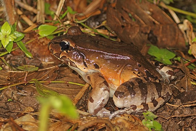 Description de l'image Savage's thin-toed frog (Leptodactylus savagei).jpg.