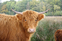 Schotse hooglander in de Schinveldse Bossen