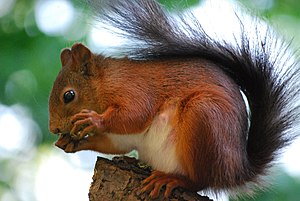 English: Red squirrel (Sciurus vulgaris) on a ...