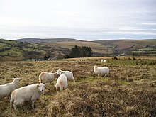 Welsh Mountain sheep on tussocky grassland Sheep on the Uplands - geograph.org.uk - 1166150.jpg