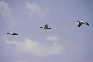 English: Snow Geese Picture taken October 1983...