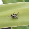 Zebraspringspinne beim Mittagessen