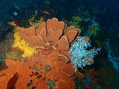 Sponge with basket star