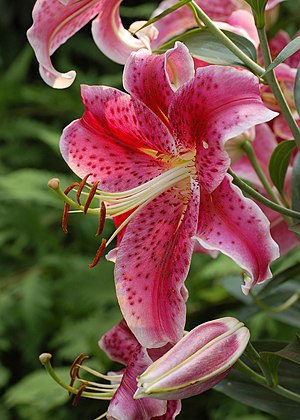 Photograph of a Stargazer Lily en ( Lilium ori...