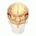 รอยนูนสมองกลีบขมับส่วนบนมีสีแดง