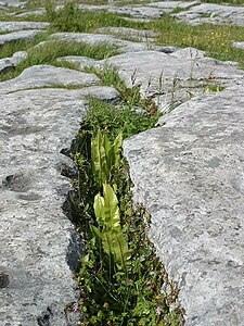 Burren Ireland