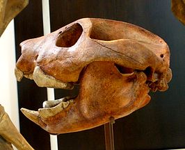 Thylacoleo