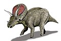 Torossauro um ceratopsídeo