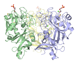 Trimeric Xenopus embryonic epidermal lectin carbohydrate-recognition domain (XEEL-CRD). Extensive biophysical investigations conclusively indicate that XEEL-CRD is trimeric in solution despite lacking the intermolecular disulfide bonds found in hIntL-1.[5]