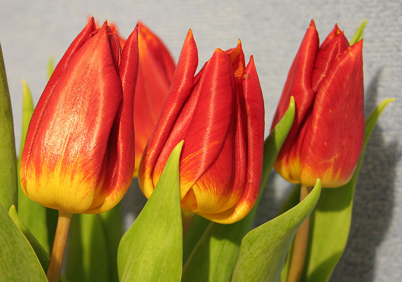 800px Tulpen