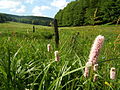 Wiesenknöterich im oberen Vessertal